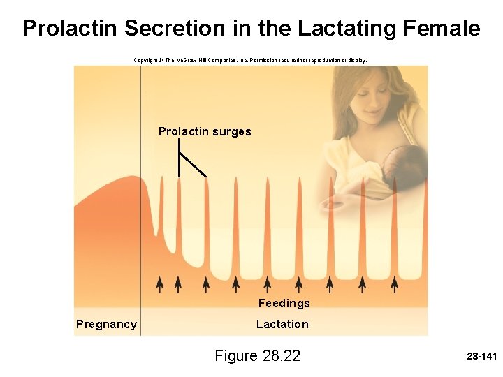 Prolactin Secretion in the Lactating Female Copyright © The Mc. Graw-Hill Companies, Inc. Permission