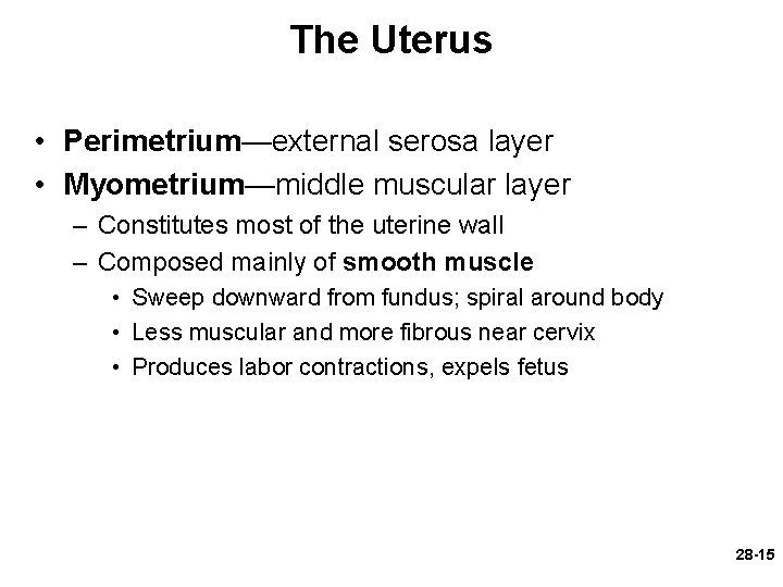 The Uterus • Perimetrium—external serosa layer • Myometrium—middle muscular layer – Constitutes most of