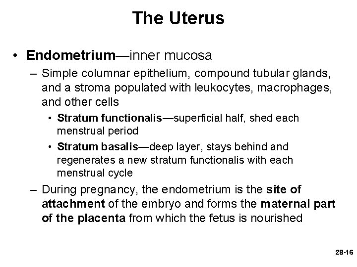 The Uterus • Endometrium—inner mucosa – Simple columnar epithelium, compound tubular glands, and a