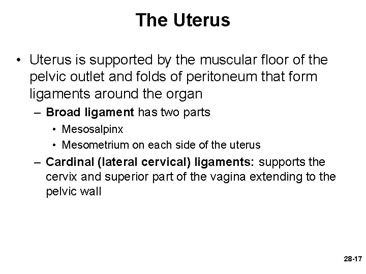 The Uterus • Uterus is supported by the muscular floor of the pelvic outlet