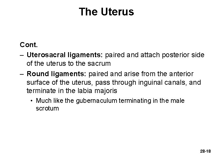 The Uterus Cont. – Uterosacral ligaments: paired and attach posterior side of the uterus