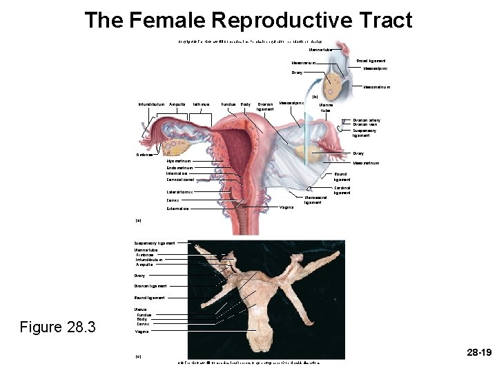 The Female Reproductive Tract Copyright © The Mc. Graw-Hill Companies, Inc. Permission required for