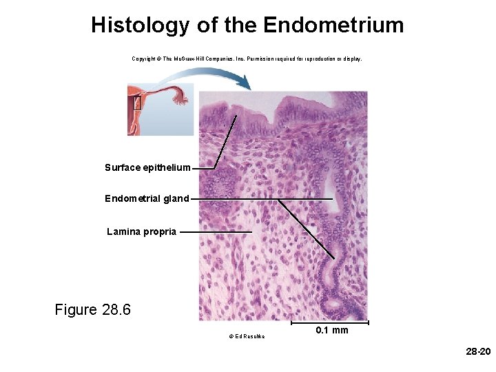 Histology of the Endometrium Copyright © The Mc. Graw-Hill Companies, Inc. Permission required for