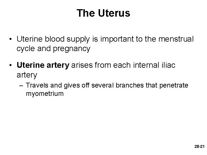 The Uterus • Uterine blood supply is important to the menstrual cycle and pregnancy