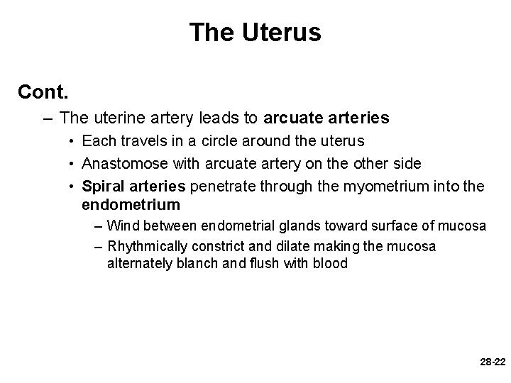 The Uterus Cont. – The uterine artery leads to arcuate arteries • Each travels