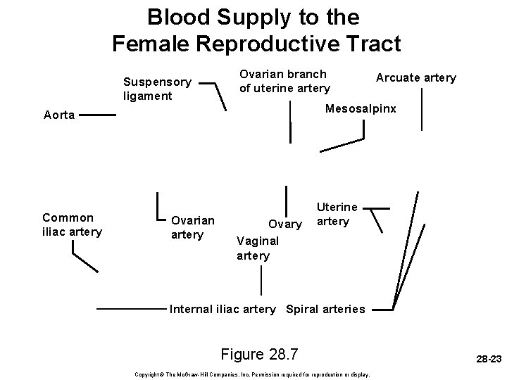 Blood Supply to the Female Reproductive Tract Suspensory ligament Ovarian branch of uterine artery