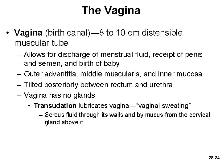 The Vagina • Vagina (birth canal)— 8 to 10 cm distensible muscular tube –