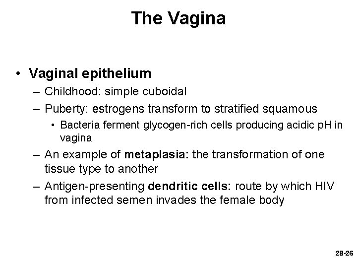 The Vagina • Vaginal epithelium – Childhood: simple cuboidal – Puberty: estrogens transform to