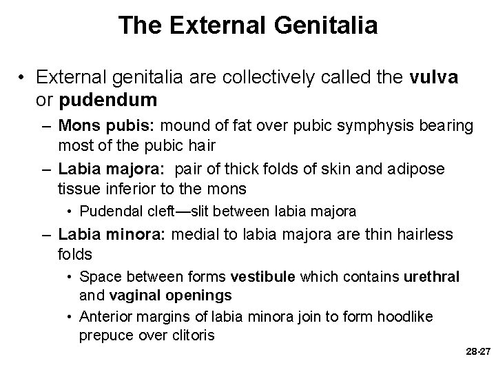 The External Genitalia • External genitalia are collectively called the vulva or pudendum –