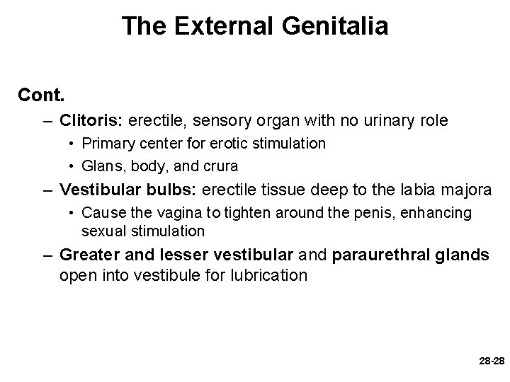 The External Genitalia Cont. – Clitoris: erectile, sensory organ with no urinary role •