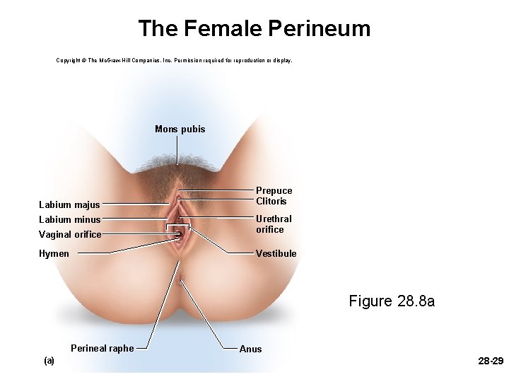 The Female Perineum Copyright © The Mc. Graw-Hill Companies, Inc. Permission required for reproduction