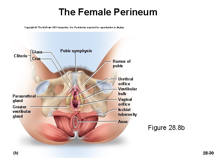 The Female Perineum Copyright © The Mc. Graw-Hill Companies, Inc. Permission required for reproduction