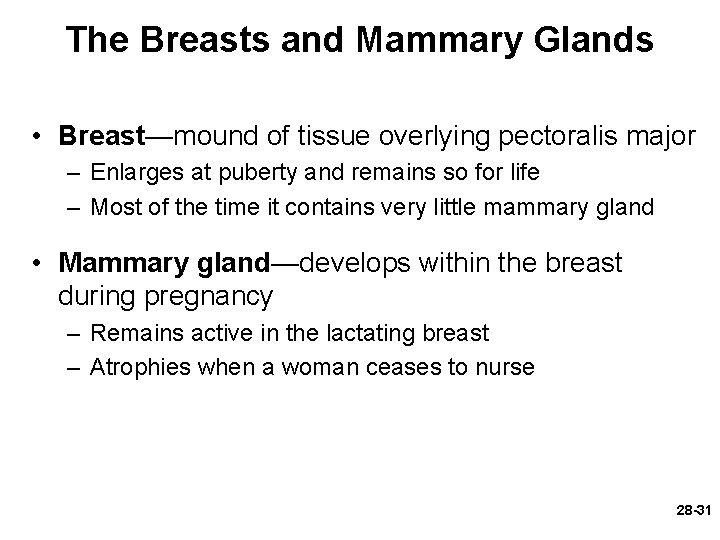 The Breasts and Mammary Glands • Breast—mound of tissue overlying pectoralis major – Enlarges