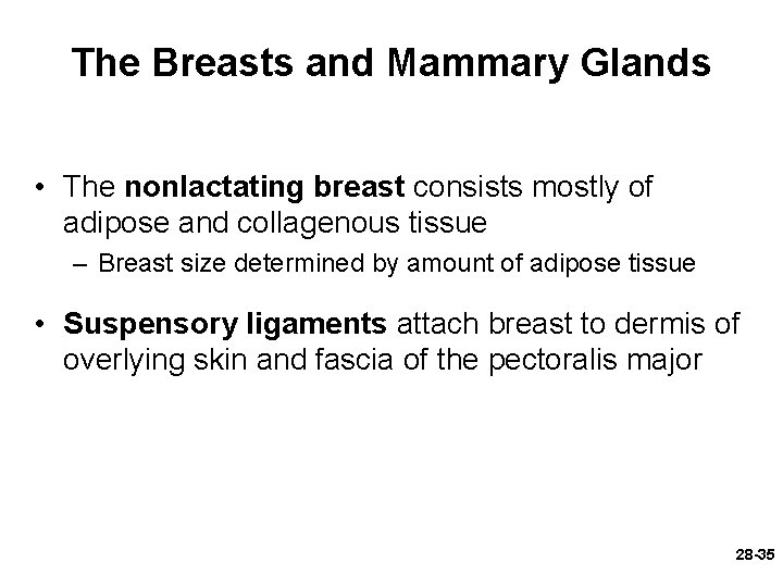 The Breasts and Mammary Glands • The nonlactating breast consists mostly of adipose and