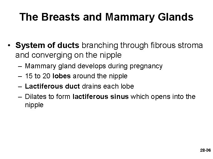 The Breasts and Mammary Glands • System of ducts branching through fibrous stroma and