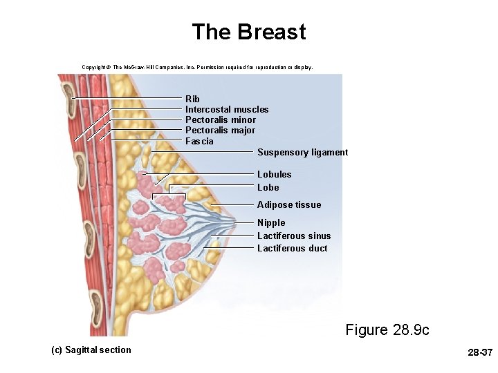 The Breast Copyright © The Mc. Graw-Hill Companies, Inc. Permission required for reproduction or