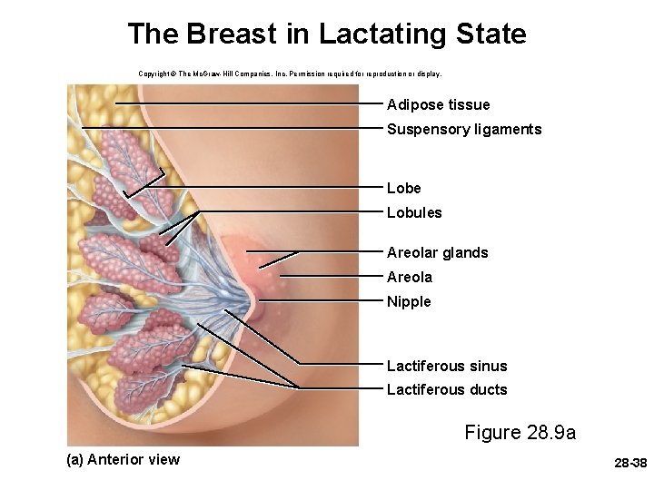 The Breast in Lactating State Copyright © The Mc. Graw-Hill Companies, Inc. Permission required
