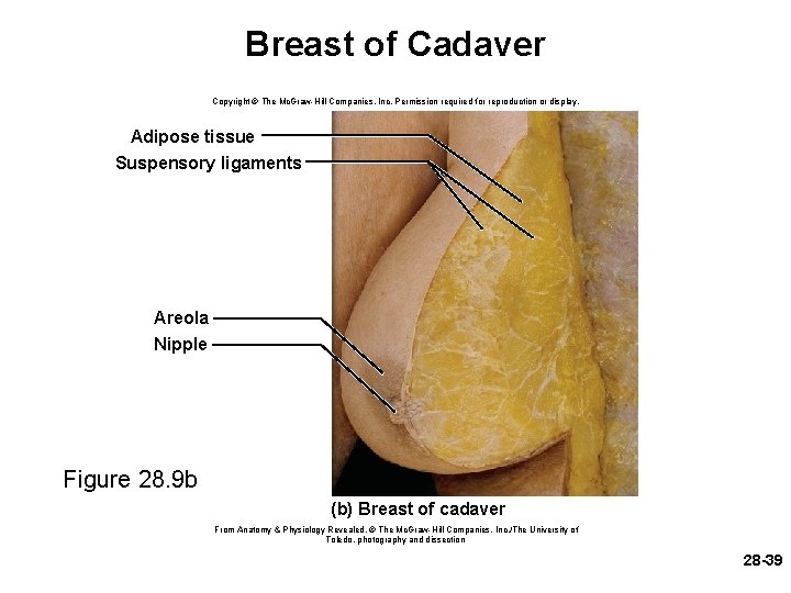 Breast of Cadaver Copyright © The Mc. Graw-Hill Companies, Inc. Permission required for reproduction