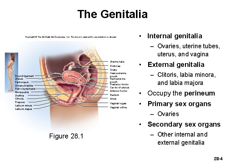 The Genitalia Copyright © The Mc. Graw-Hill Companies, Inc. Permission required for reproduction or