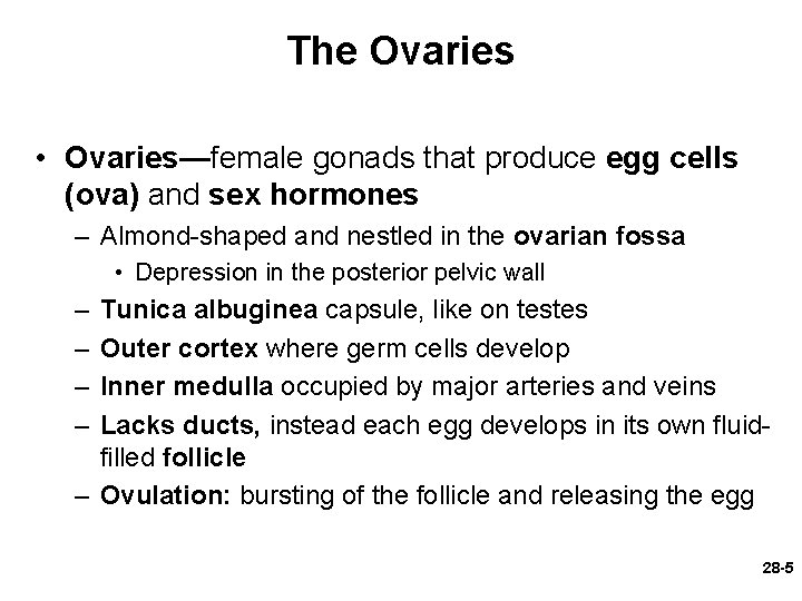 The Ovaries • Ovaries—female gonads that produce egg cells (ova) and sex hormones –