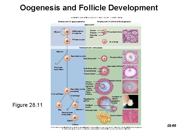 Oogenesis and Follicle Development Copyright © The Mc. Graw-Hill Companies, Inc. Permission required for