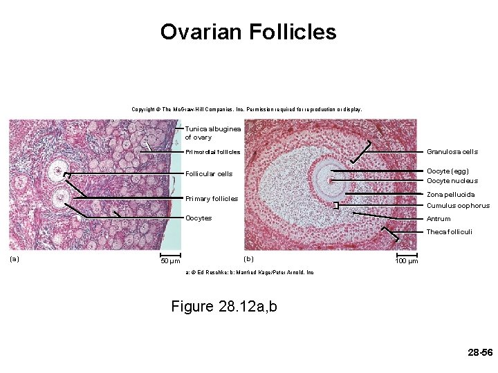 Ovarian Follicles Copyright © The Mc. Graw-Hill Companies, Inc. Permission required for reproduction or