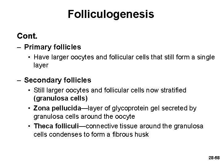 Folliculogenesis Cont. – Primary follicles • Have larger oocytes and follicular cells that still