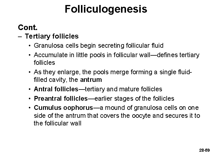 Folliculogenesis Cont. – Tertiary follicles • Granulosa cells begin secreting follicular fluid • Accumulate