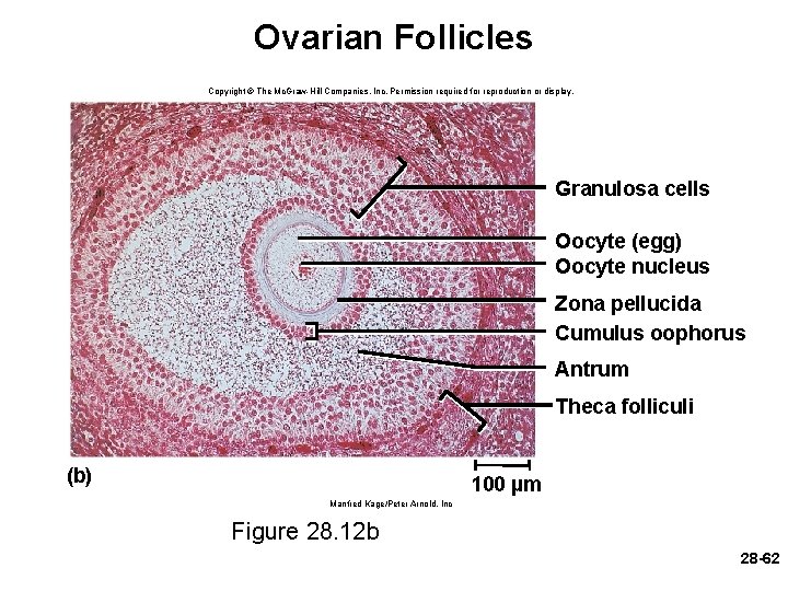 Ovarian Follicles Copyright © The Mc. Graw-Hill Companies, Inc. Permission required for reproduction or