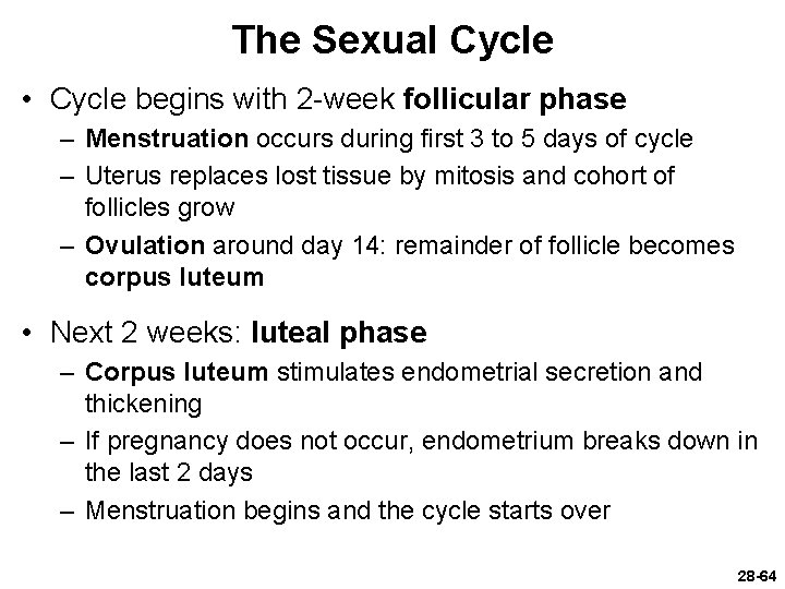 The Sexual Cycle • Cycle begins with 2 -week follicular phase – Menstruation occurs