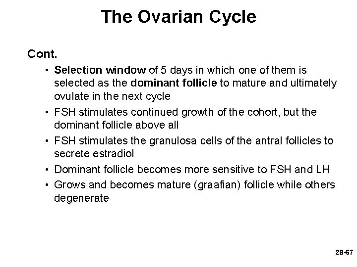 The Ovarian Cycle Cont. • Selection window of 5 days in which one of