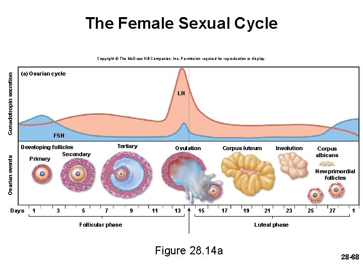 The Female Sexual Cycle Ovarian events Gonadotropin secretion Copyright © The Mc. Graw-Hill Companies,