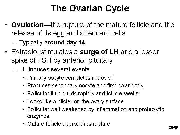 The Ovarian Cycle • Ovulation—the rupture of the mature follicle and the release of