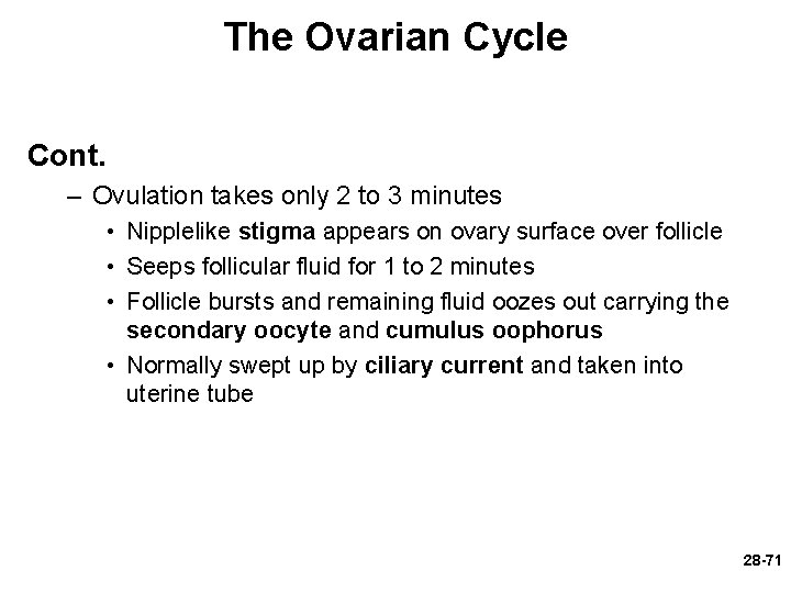 The Ovarian Cycle Cont. – Ovulation takes only 2 to 3 minutes • Nipplelike