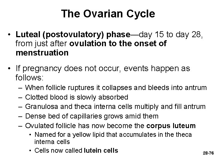 The Ovarian Cycle • Luteal (postovulatory) phase—day 15 to day 28, from just after