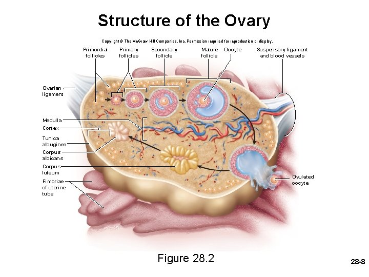 Structure of the Ovary Copyright © The Mc. Graw-Hill Companies, Inc. Permission required for