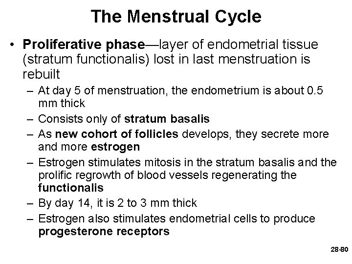 The Menstrual Cycle • Proliferative phase—layer of endometrial tissue (stratum functionalis) lost in last