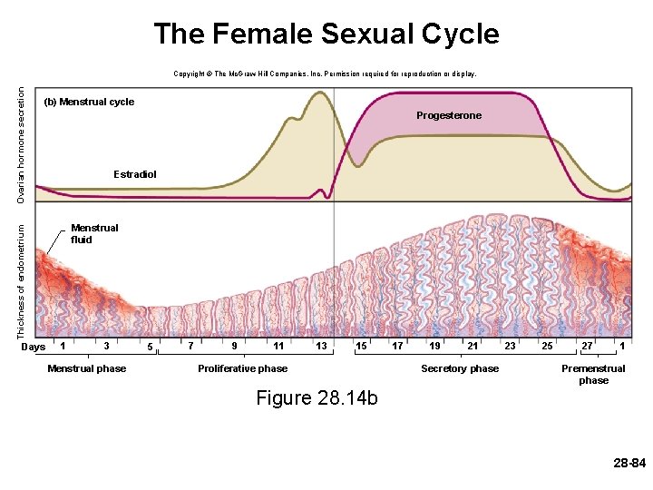 The Female Sexual Cycle (b) Menstrual cycle Progesterone Estradiol Menstrual fluid Thickness of endometrium