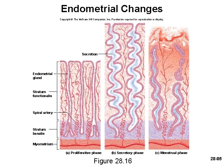 Endometrial Changes Copyright © The Mc. Graw-Hill Companies, Inc. Permission required for reproduction or