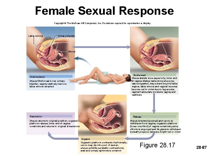 Female Sexual Response Copyright © The Mc. Graw-Hill Companies, Inc. Permission required for reproduction