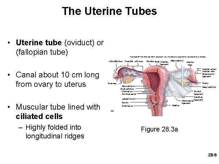 The Uterine Tubes • Uterine tube (oviduct) or (fallopian tube) Copyright © The Mc.