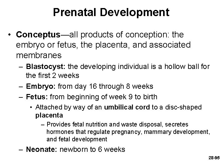 Prenatal Development • Conceptus—all products of conception: the embryo or fetus, the placenta, and