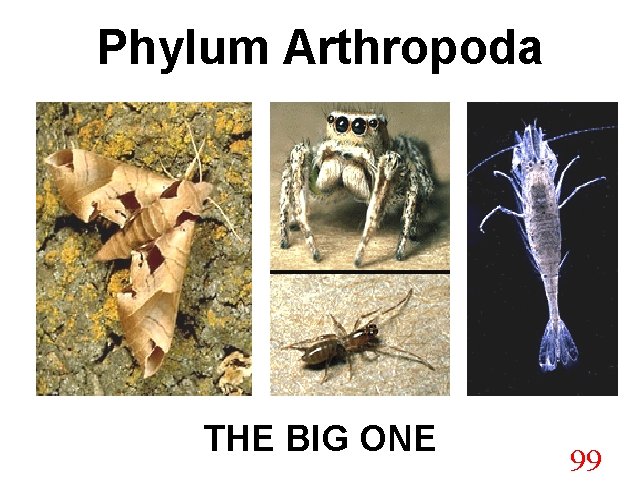 Phylum Arthropoda THE BIG ONE 99 