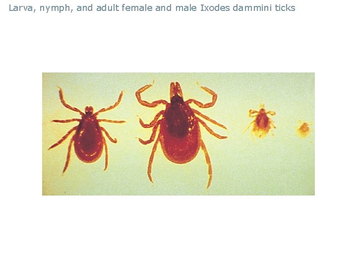 Larva, nymph, and adult female and male Ixodes dammini ticks 