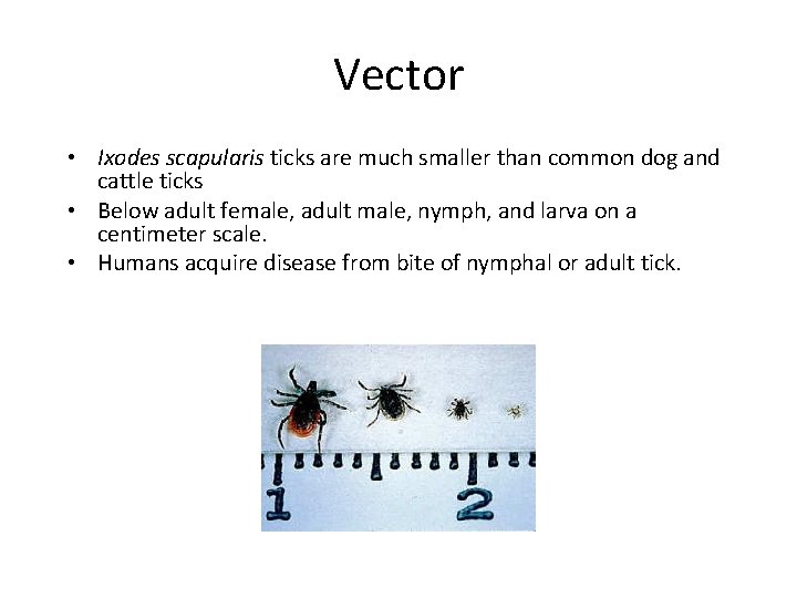 Vector • Ixodes scapularis ticks are much smaller than common dog and cattle ticks