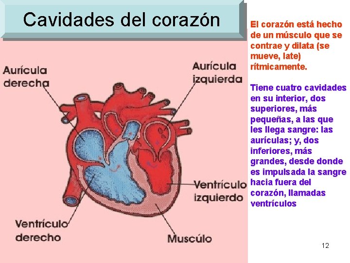 Cavidades del corazón El corazón está hecho de un músculo que se contrae y