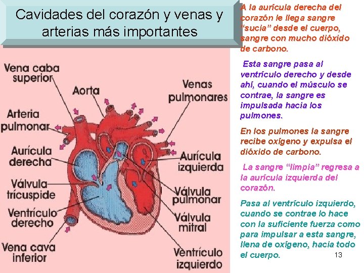 Cavidades del corazón y venas y arterias más importantes A la aurícula derecha del