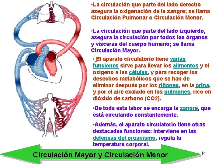  • La circulación que parte del lado derecho asegura la oxigenación de la