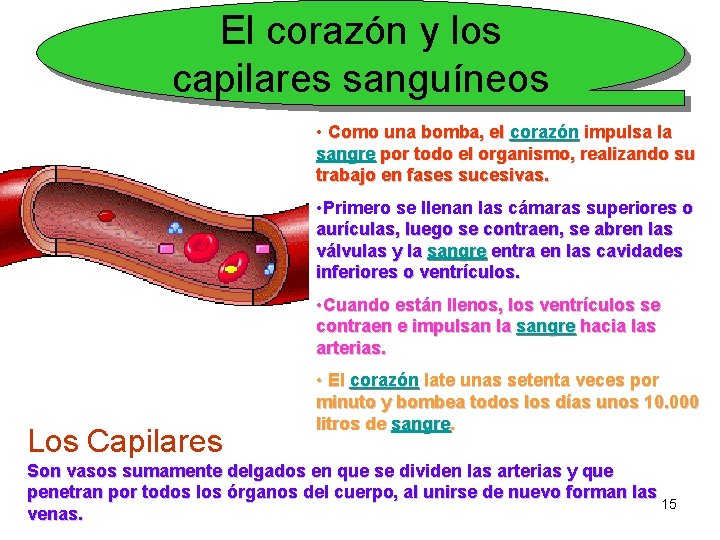 El corazón y los capilares sanguíneos • Como una bomba, el corazón impulsa la