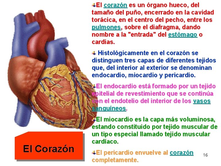 El corazón es un órgano hueco, del tamaño del puño, encerrado en la cavidad